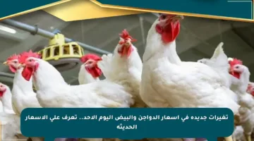 تغيرات جديدة في أسعار الدواجن والبيض اليوم الأحد.. تعرف على الأسعار الحديثة